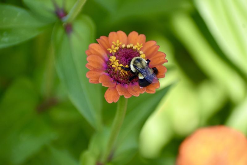 Loss of Wildflower Habitats