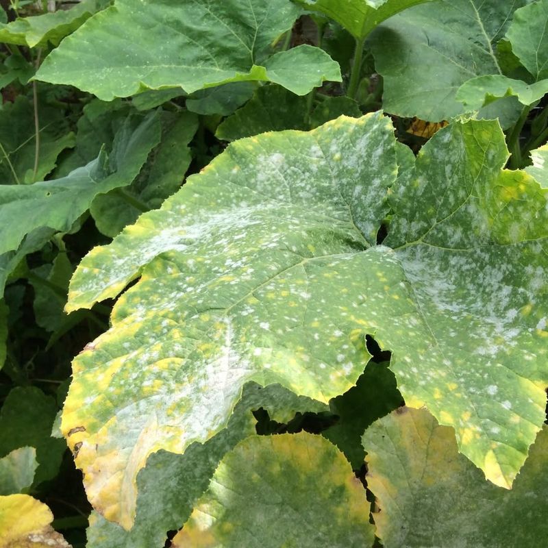 Wet Leaves Can Cause Fungal Diseases