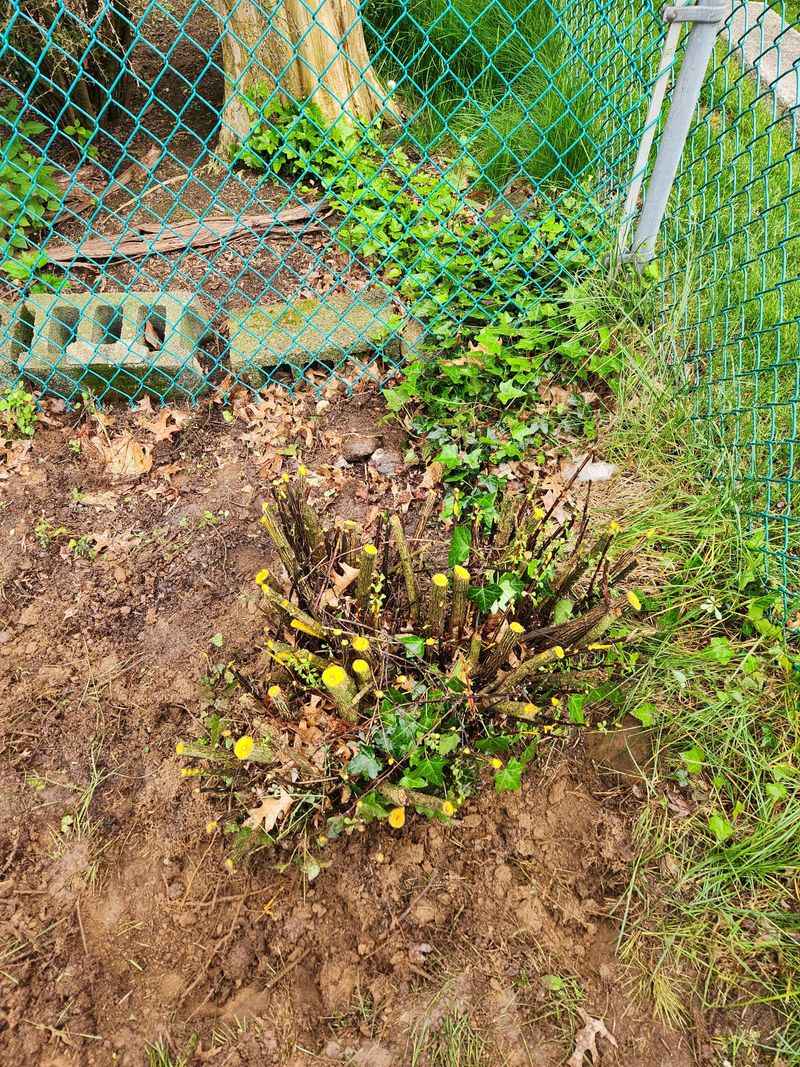 Removal Requires Serious Commitment