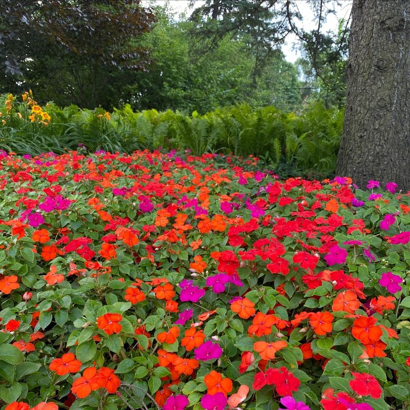 Impatiens