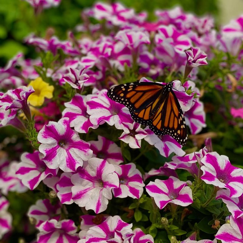 They Attract Pollinators To Urban Environments