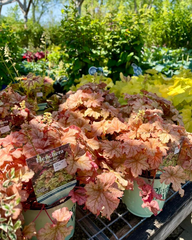 Coral Bells (Heuchera)