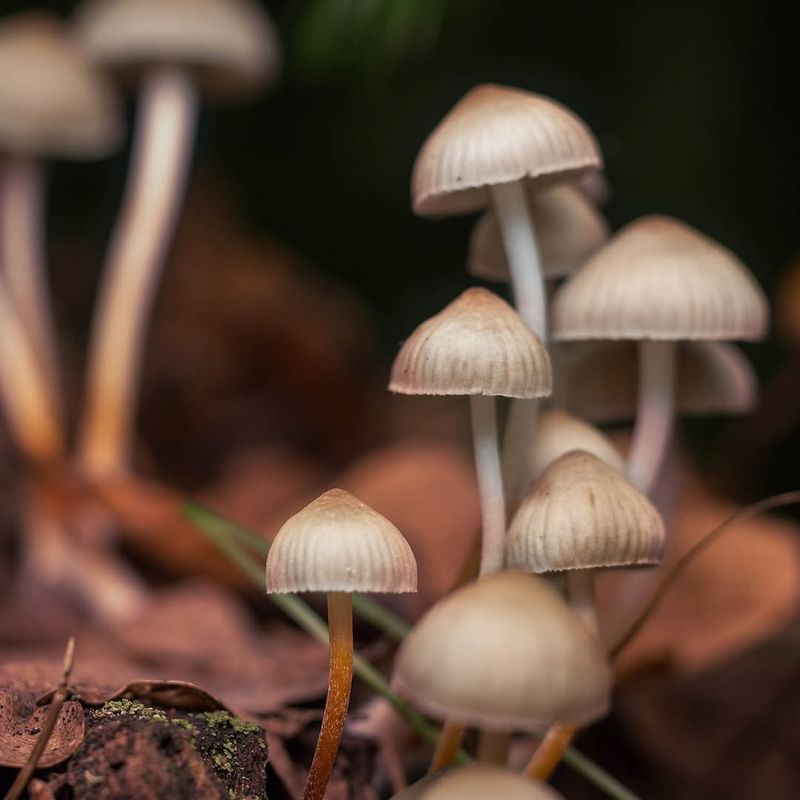 Magic Mushrooms