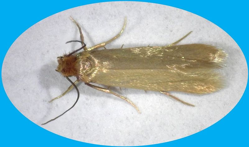 Clothes Moths
