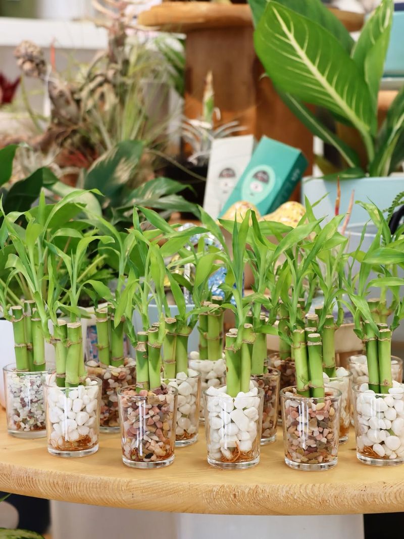 Lucky Bamboo