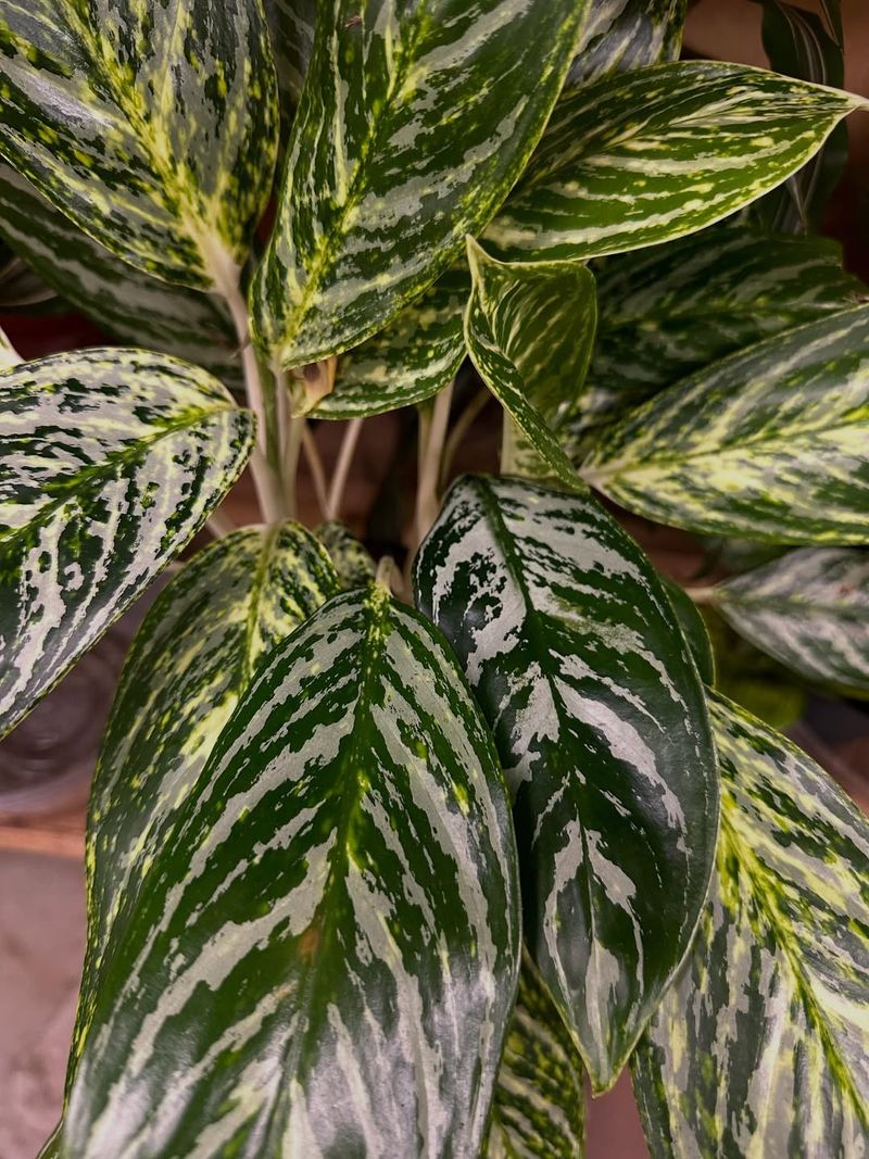 Chinese Evergreen