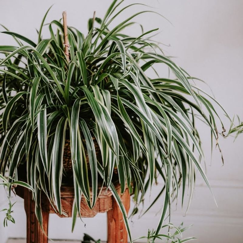 Spider Plant