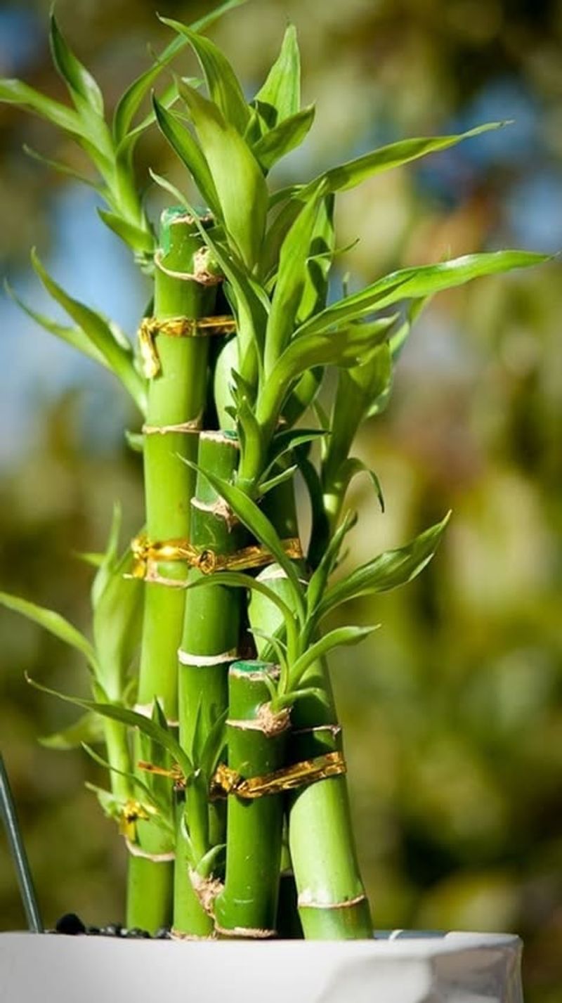 Lucky Bamboo