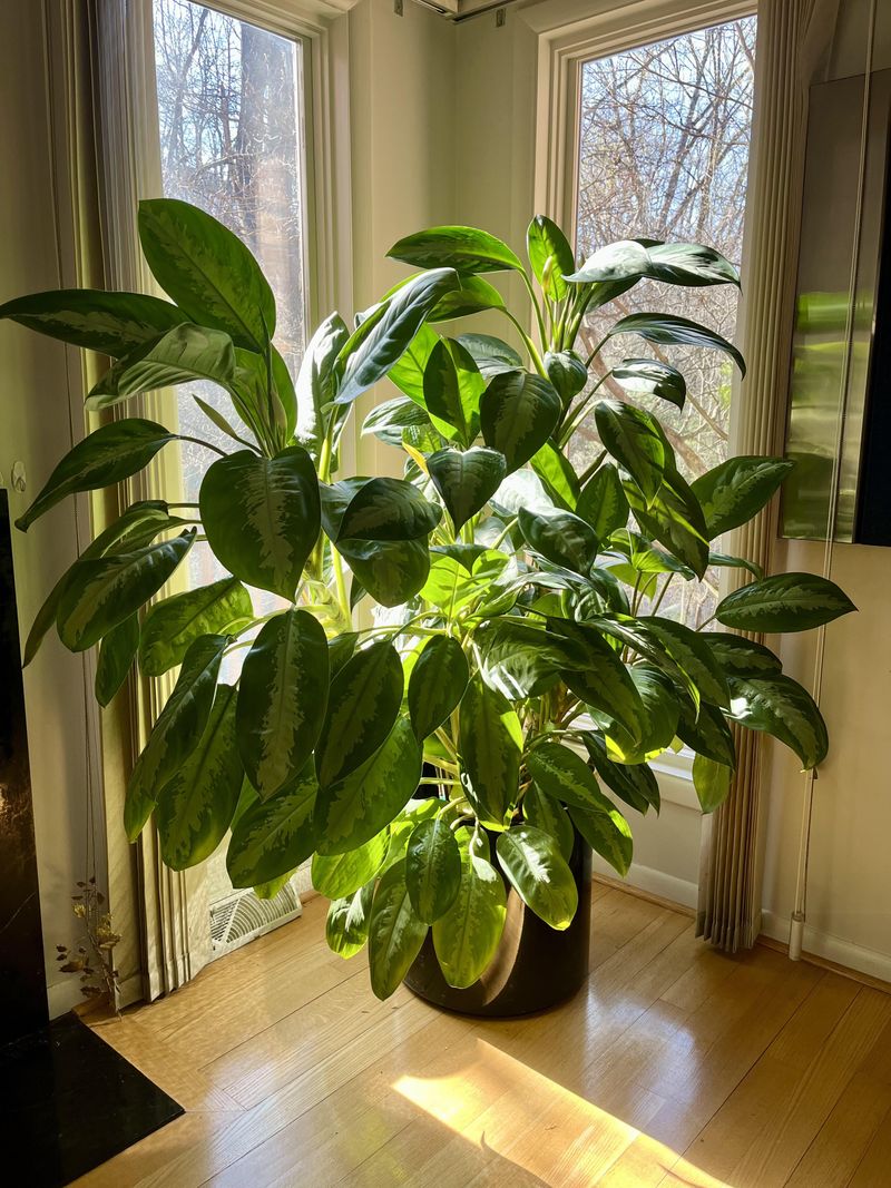 Chinese Evergreen