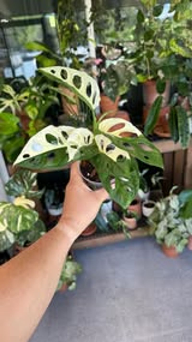 Monstera Adansonii Variegata