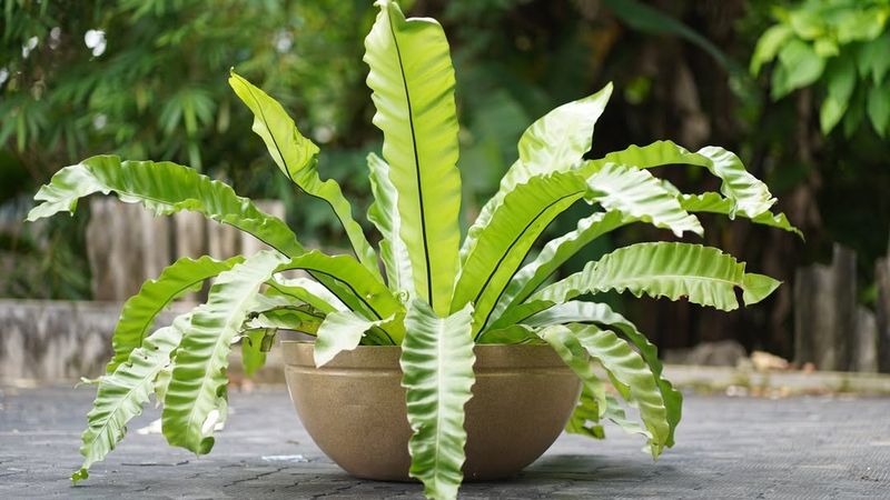 Bird's Nest Fern