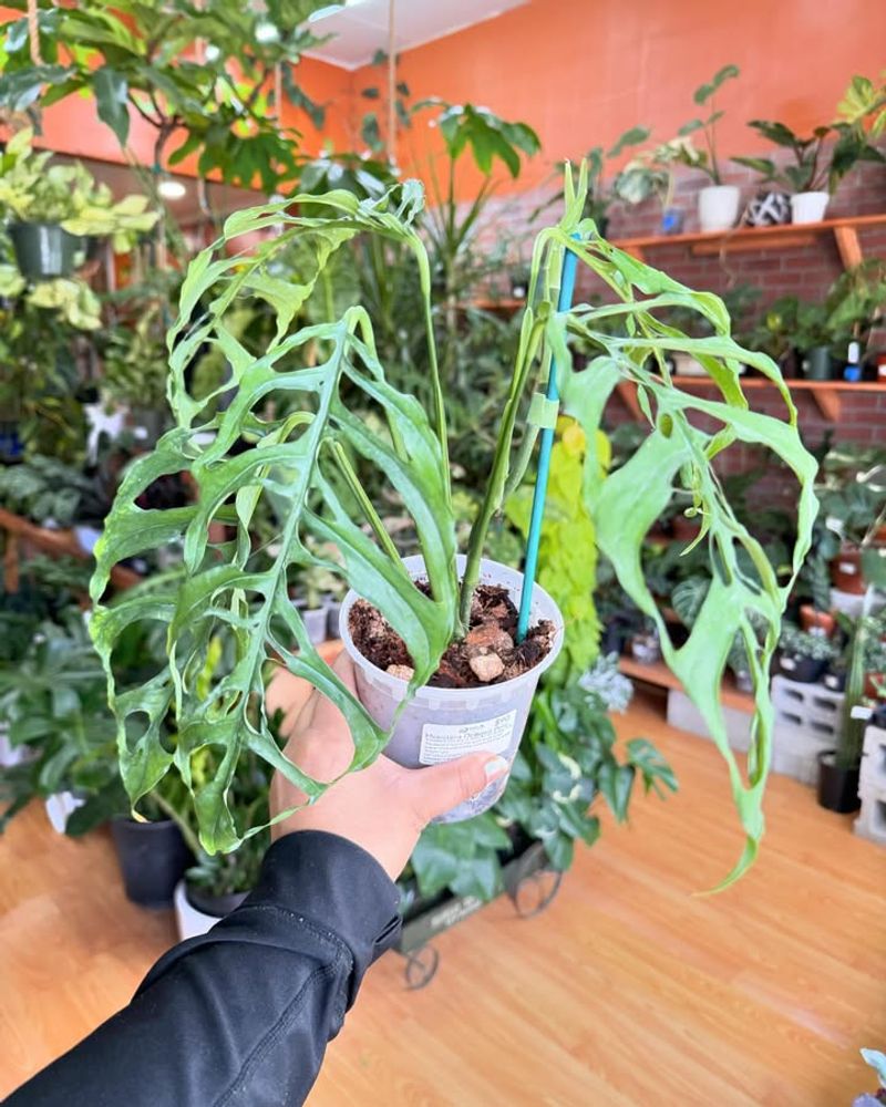Monstera Obliqua Peru