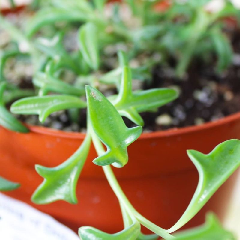String Of Dolphins