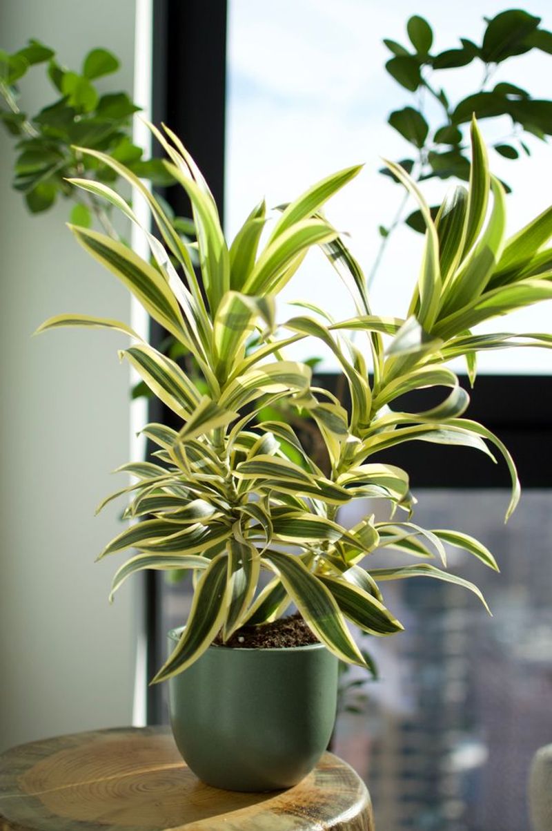 Dracaena: Tall Architectural Statement