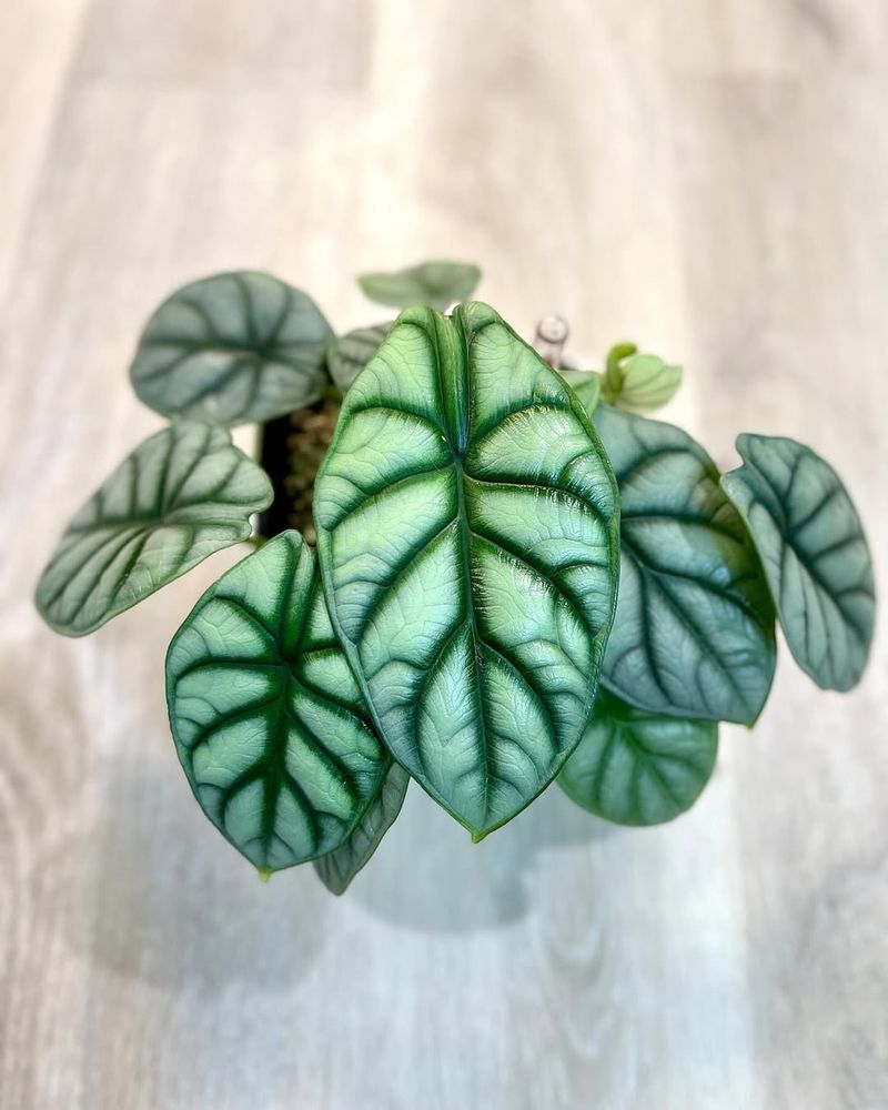 Alocasia Silver Dragon