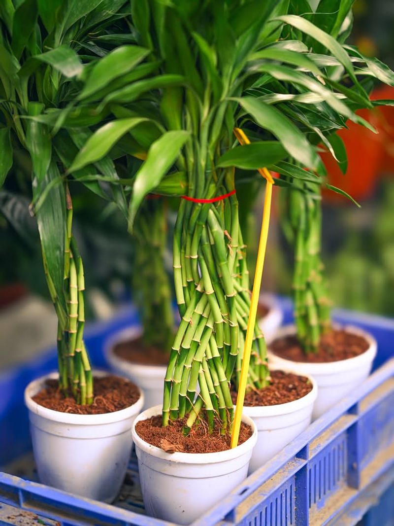 Lucky Bamboo (Dracaena sanderiana)