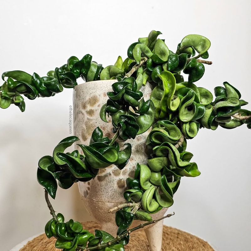 Hoya Carnosa Compacta
