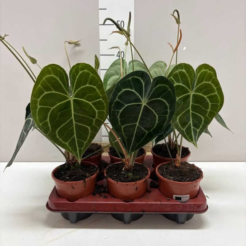 Anthurium Clarinervium