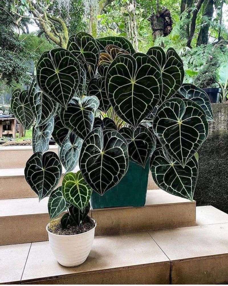 Anthurium Clarinervium