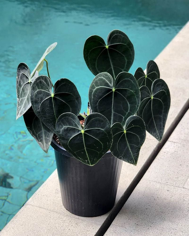 Anthurium Clarinervium