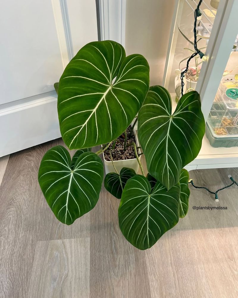 Philodendron Gloriosum