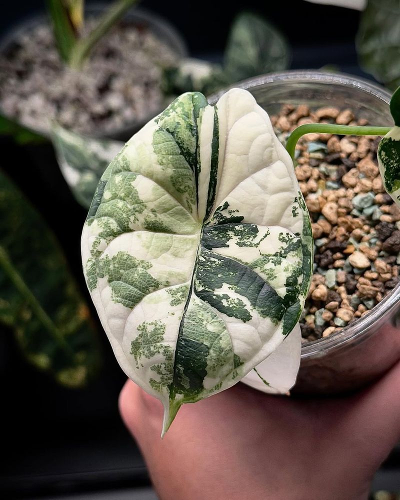 Variegated Alocasia Dragon Scale