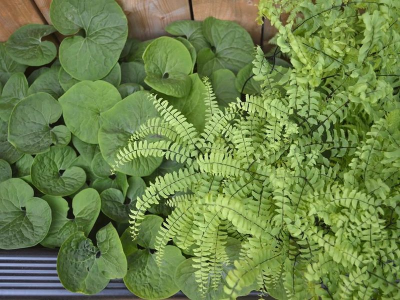 Canadian Wild Ginger