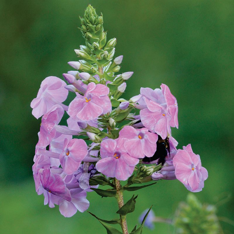Meadow Phlox (Phlox maculata)