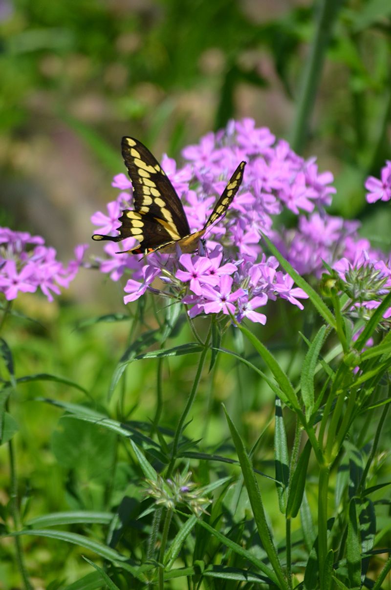 Prairie Phlox (Phlox pilosa)