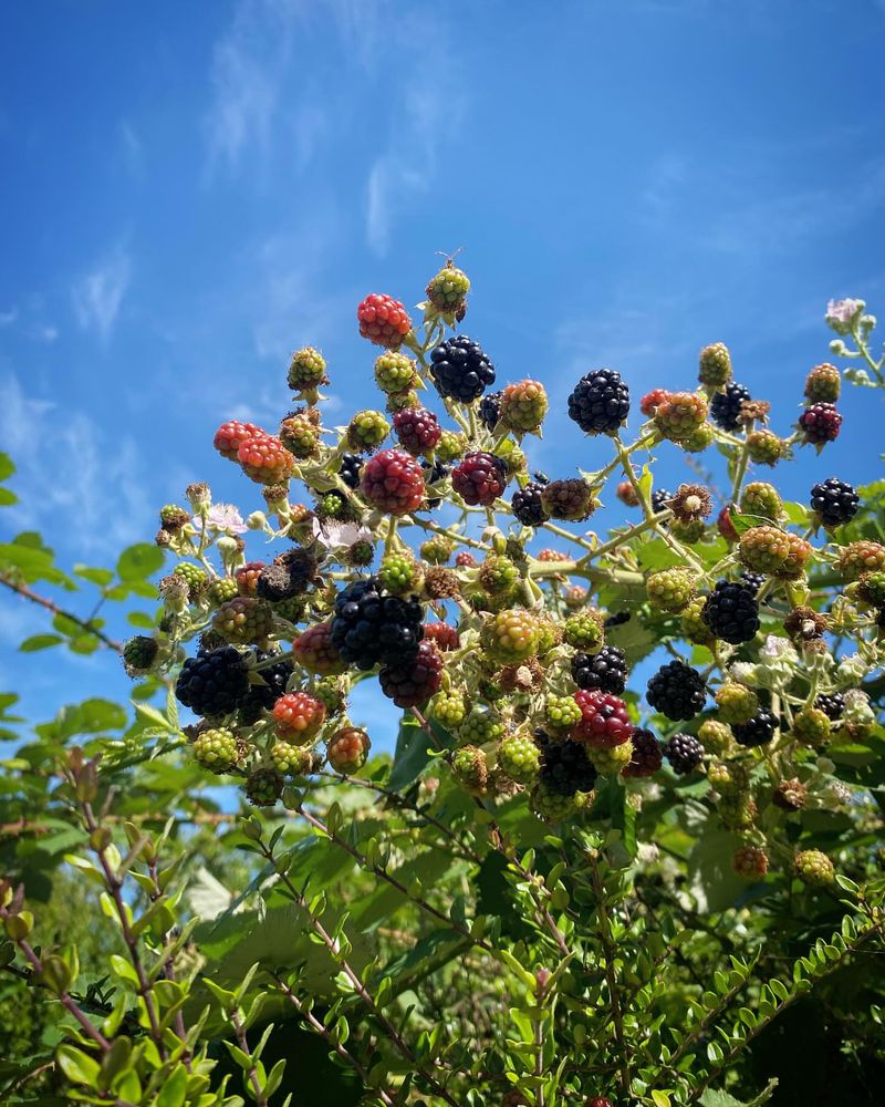 Blackberry Bushes