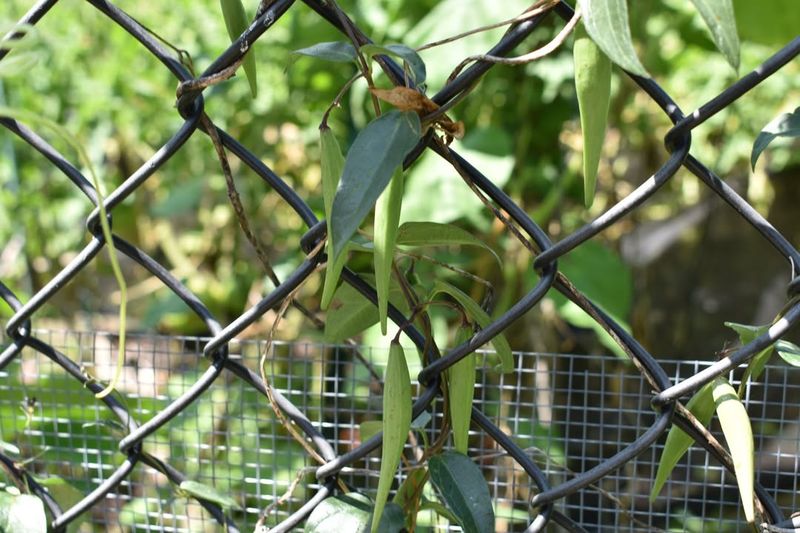 Black Swallow-wort