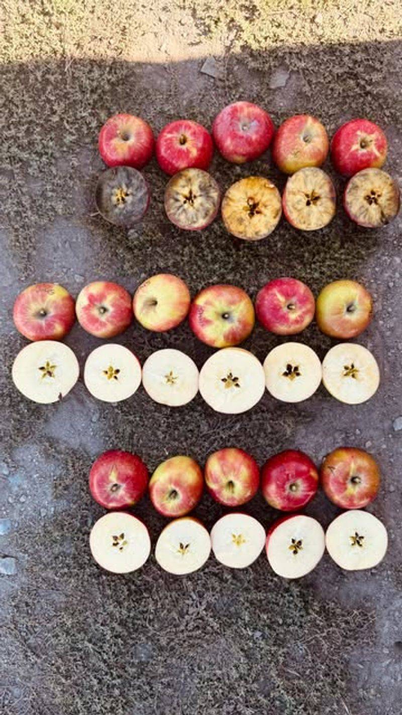 Taste Test Before Harvesting The Whole Tree