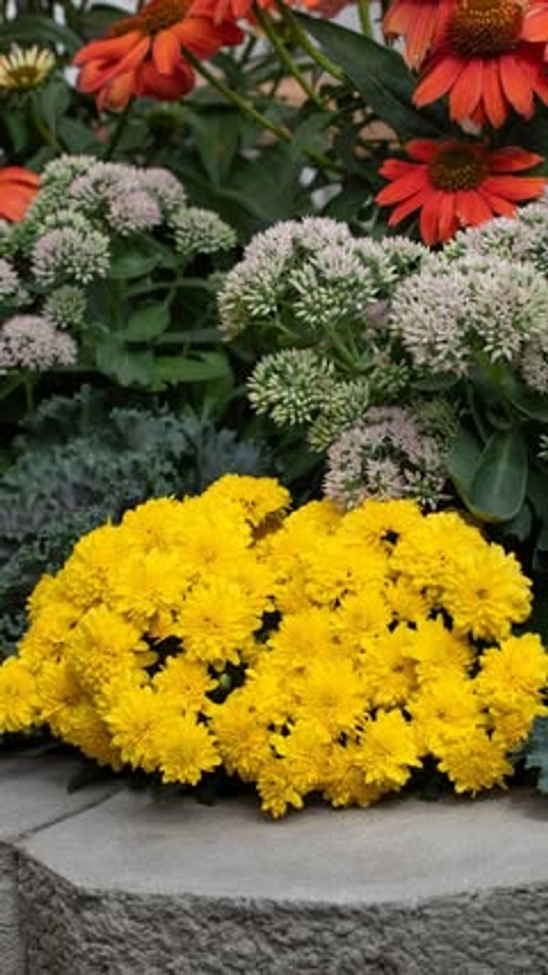 Deadhead Spent Blooms Regularly