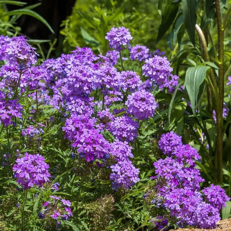 Water Plants Thoroughly Before Starting