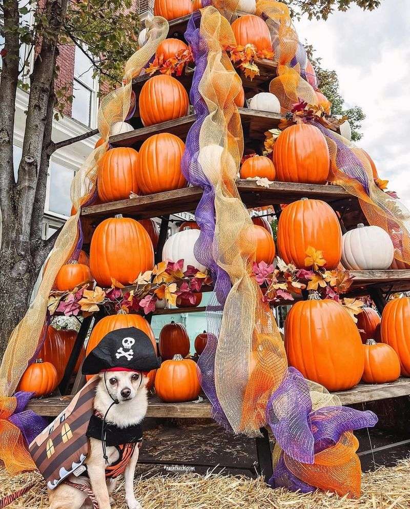 Fall Festival Fun In Franklin