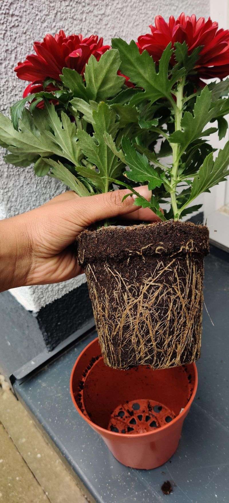 Ignoring The Root System Before Purchase