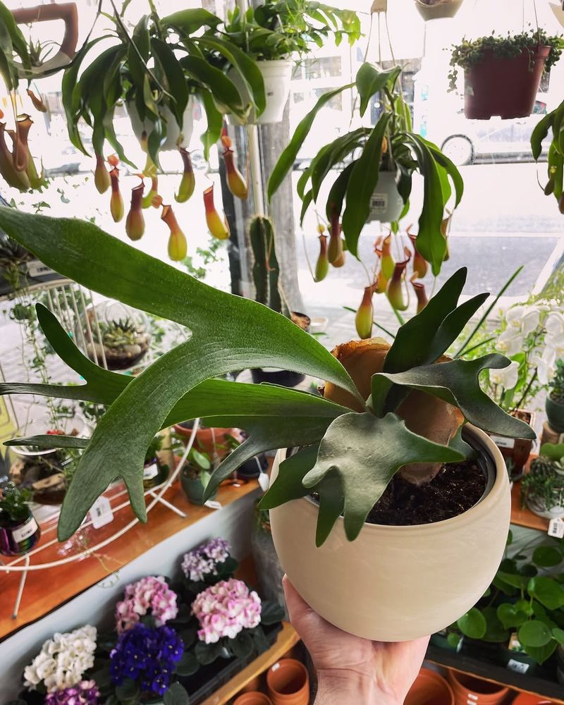 Staghorn Fern
