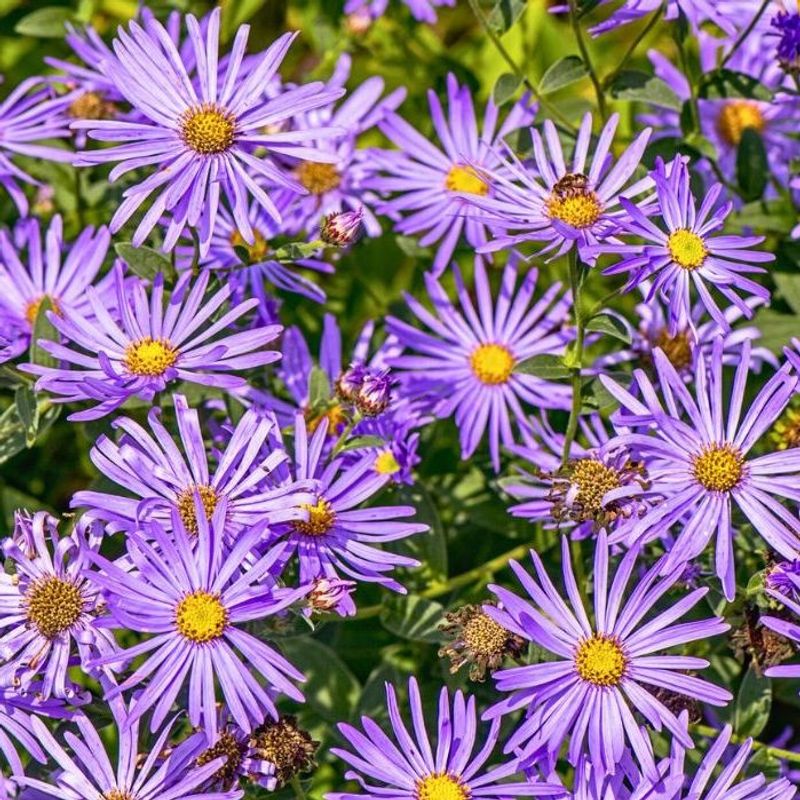 Plant In Full Sun For Sturdy Growth