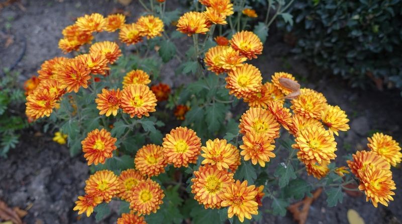 Choose Hardy Varieties