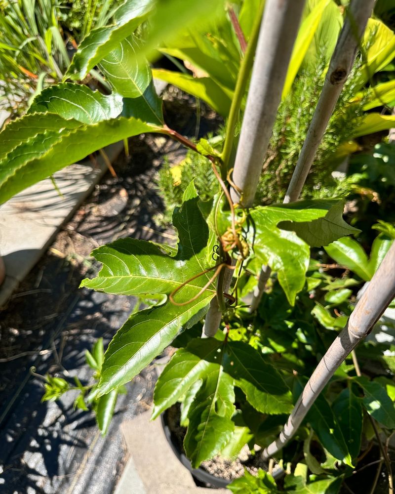 Passion Fruit: Vertical Vining Superstar