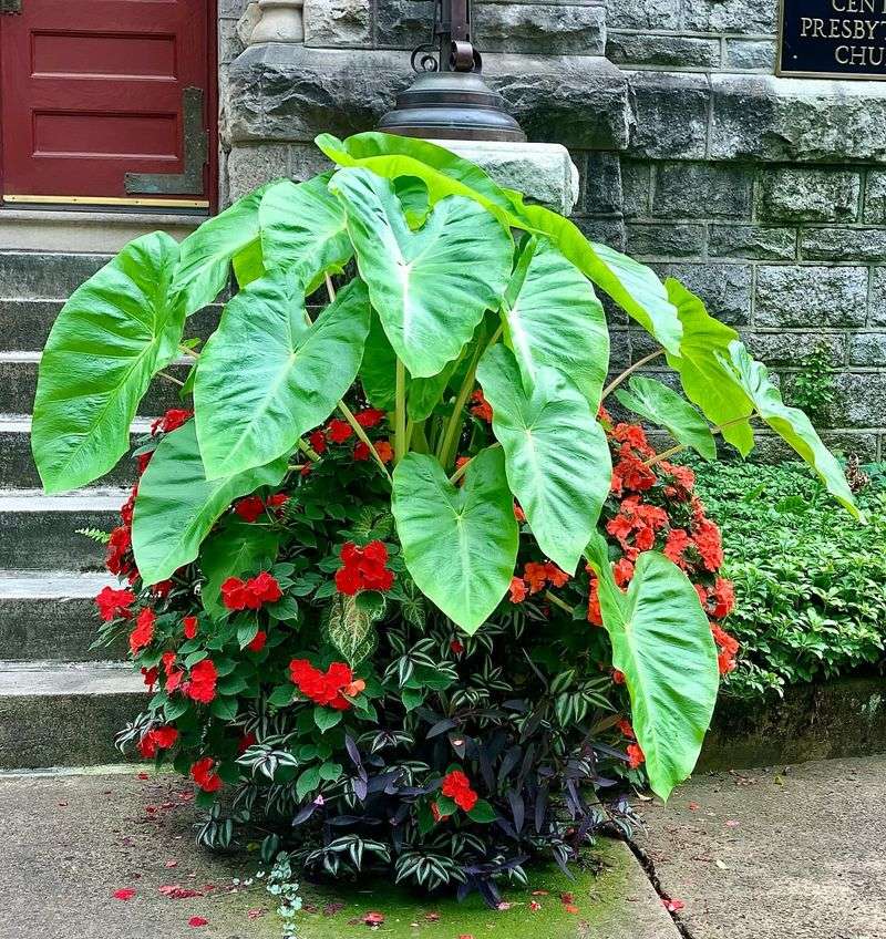 Elephant Ears