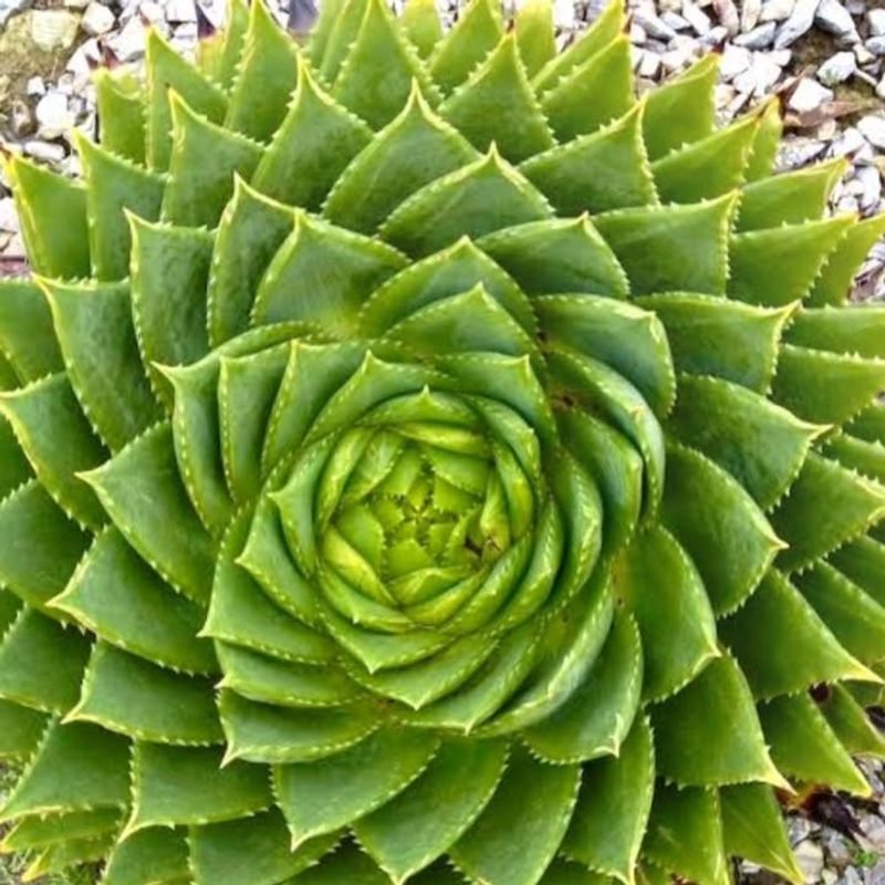 Spiral Aloe