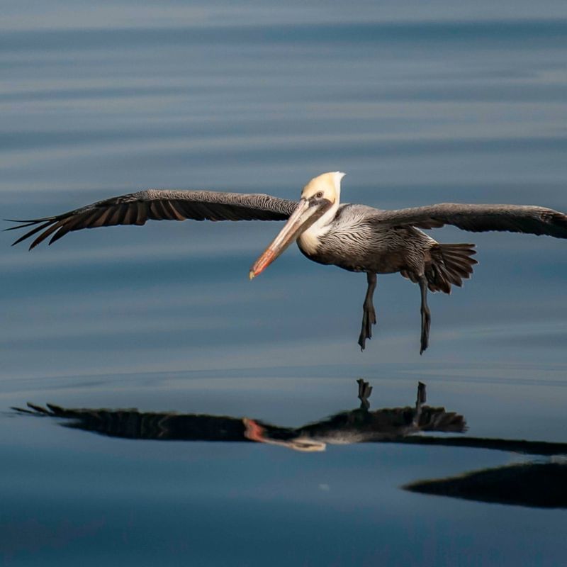 Brown Pelican
