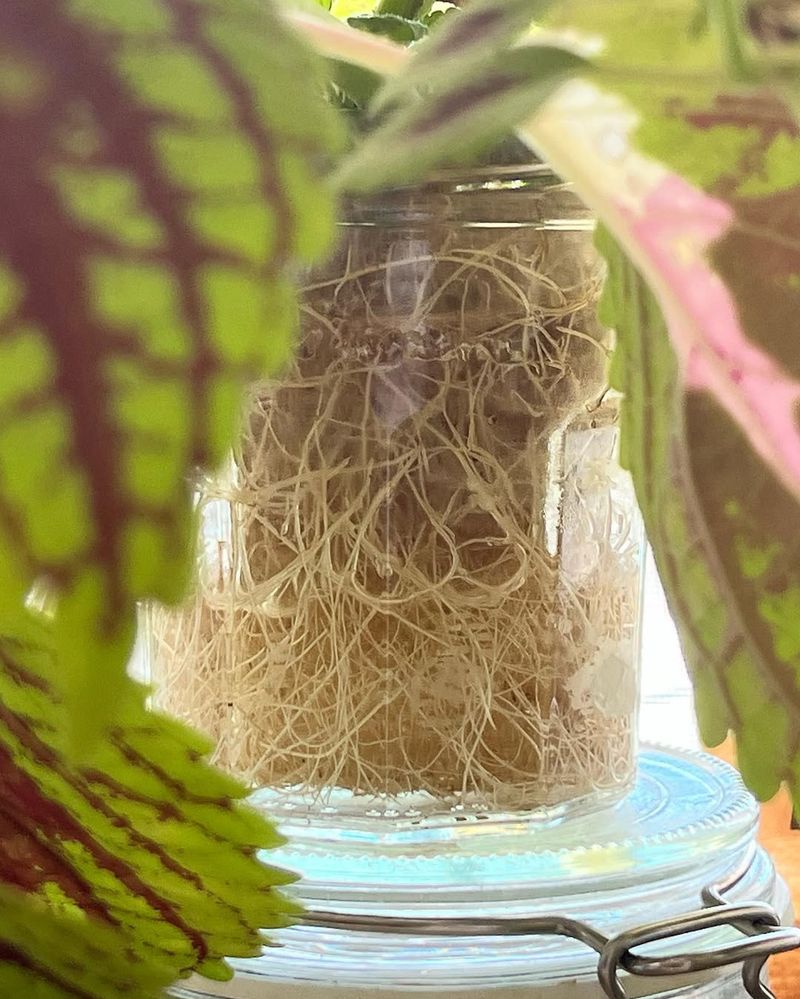 Change Water Weekly And Watch For Root Growth