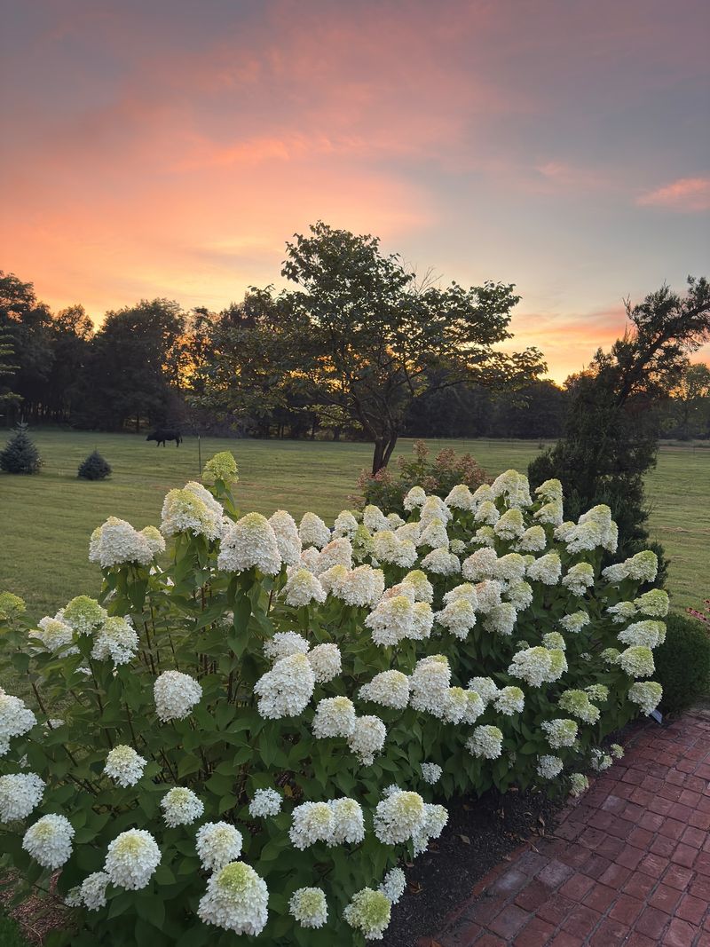 Create Proper Hedge Spacing for Privacy
