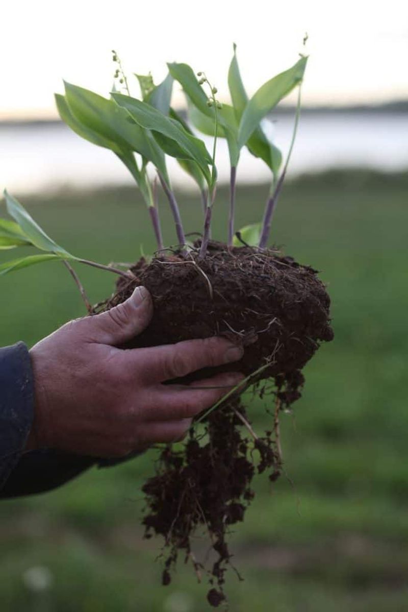 Water Consistently After Transplanting