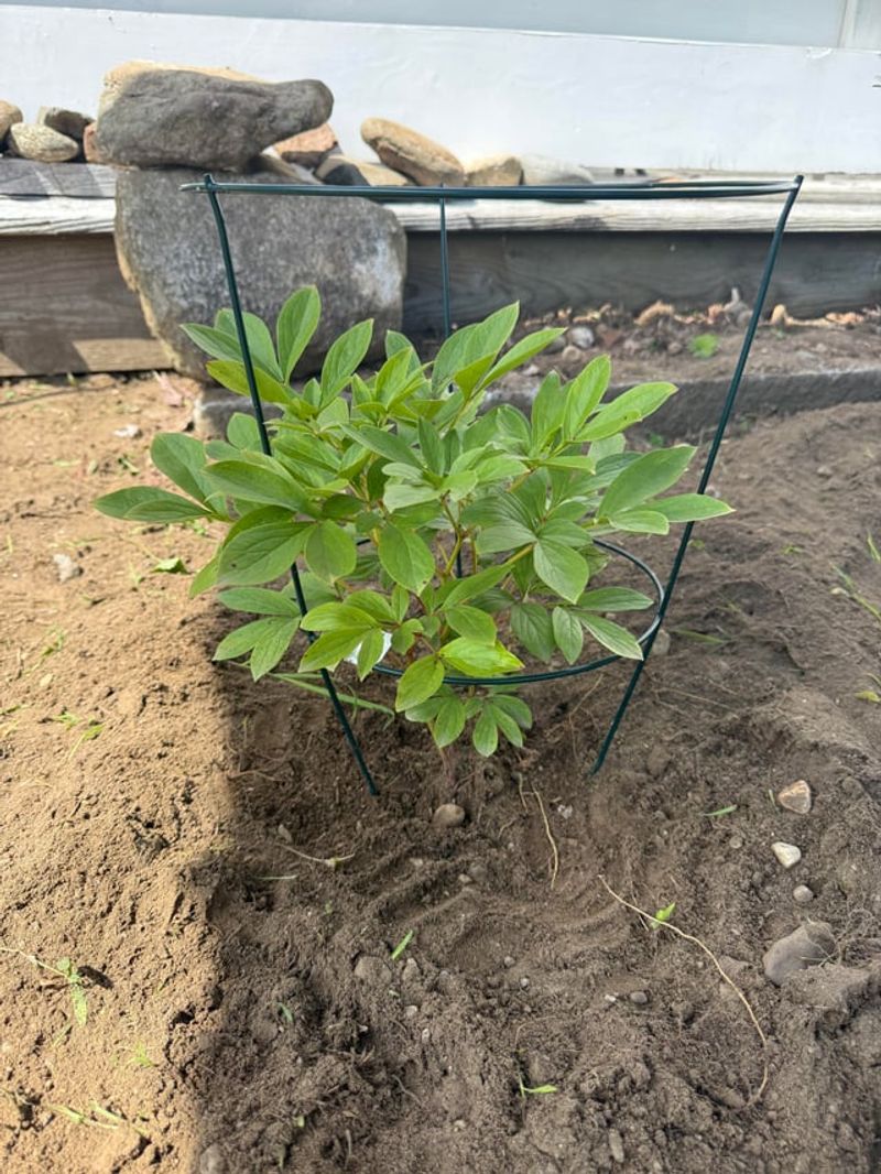 Add Compost And Water Thoroughly