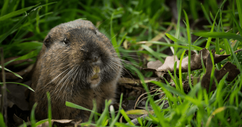 Use Coffee Grounds In Gopher Tunnels