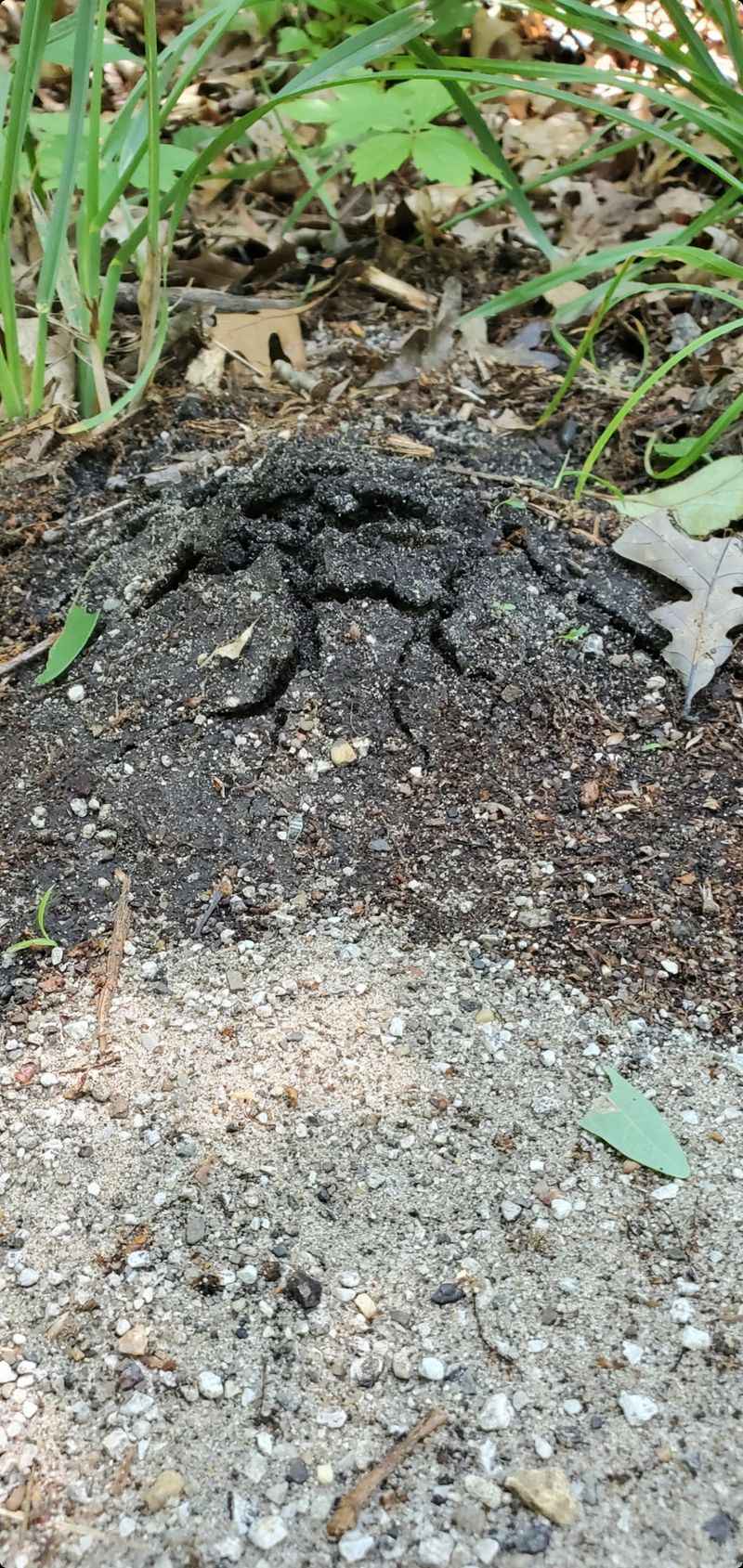 Coffee Grounds Discourage Digging Activity