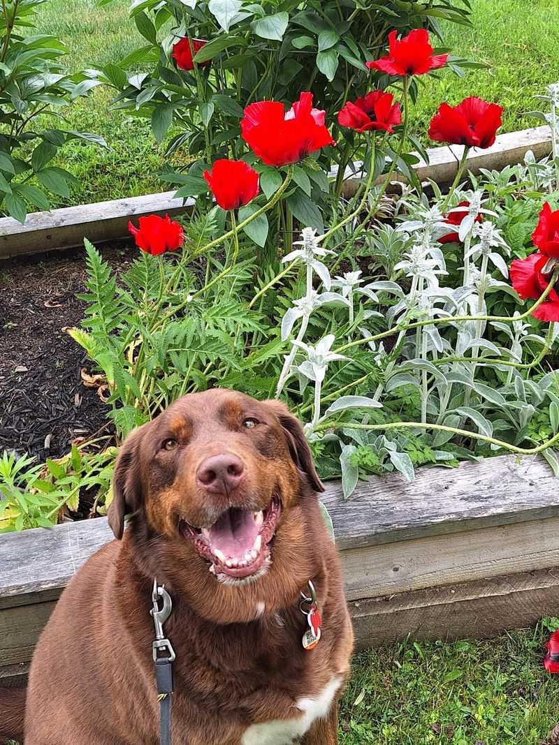 Use Pet Waste as a Deterrent